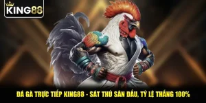 Đá Gà Trực Tiếp King88 - Sát Thủ Sân Đấu, Tỷ Lệ Thắng 100%