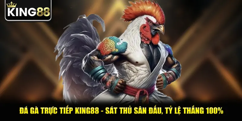 Đá Gà Trực Tiếp King88 - Sát Thủ Sân Đấu, Tỷ Lệ Thắng 100%