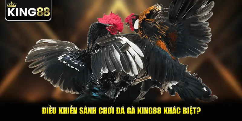 Điều khiến sảnh chơi đá gà king88 khác biệt?