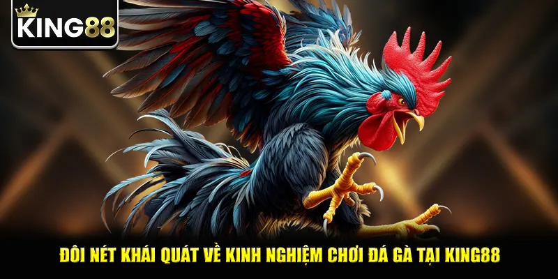 Đôi nét khái quát về kinh nghiệm chơi đá gà tại king88