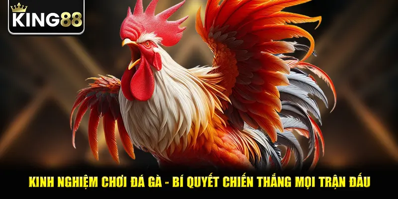 Kinh Nghiệm Chơi Đá Gà - Bí Quyết Chiến Thắng Mọi Trận Đấu