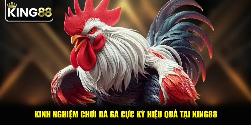 Kinh nghiệm chơi đá gà cực kỳ hiệu quả tại king88