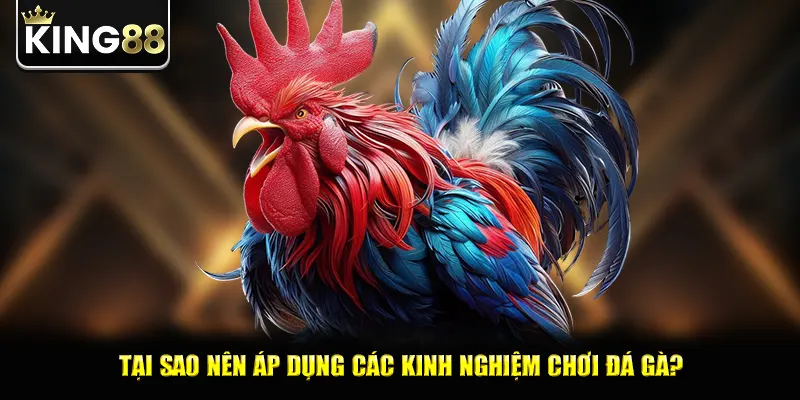Tại sao nên áp dụng các kinh nghiệm chơi đá gà?